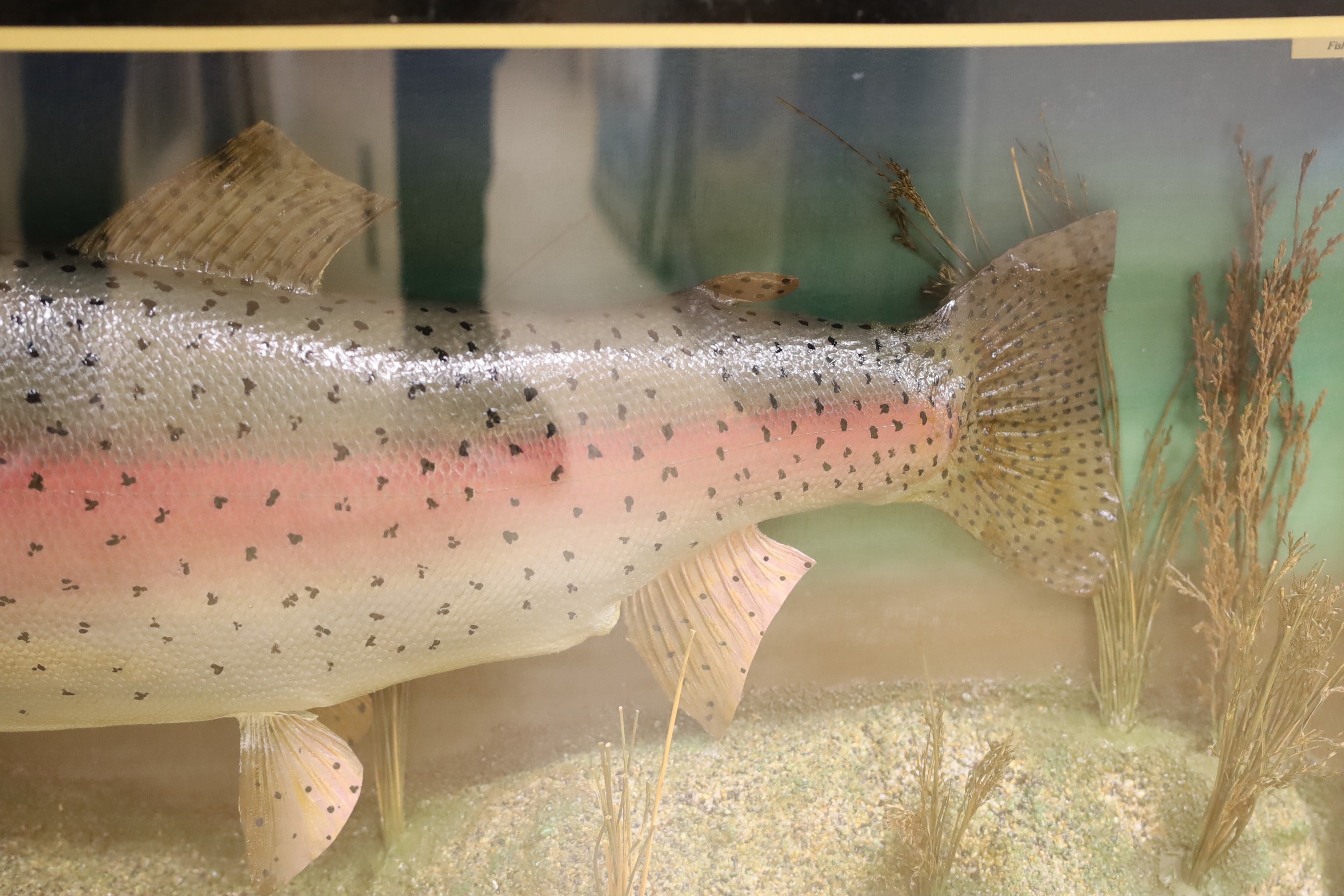 A cased taxidermic Rainbow Trout, by taxidermist Peter Stone,12lb 6ozs, caught by Eamon Bradley, Bayham Lake, October 8th 1988